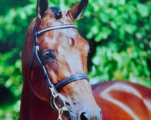 stallion Lifestyle (Oldenburg, 1997, from Landjunge)