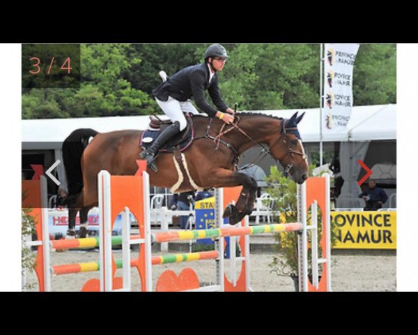 broodmare Ipswitch van ‘t Eigenlo (Belgian Warmblood, 2008, from Andiamo)