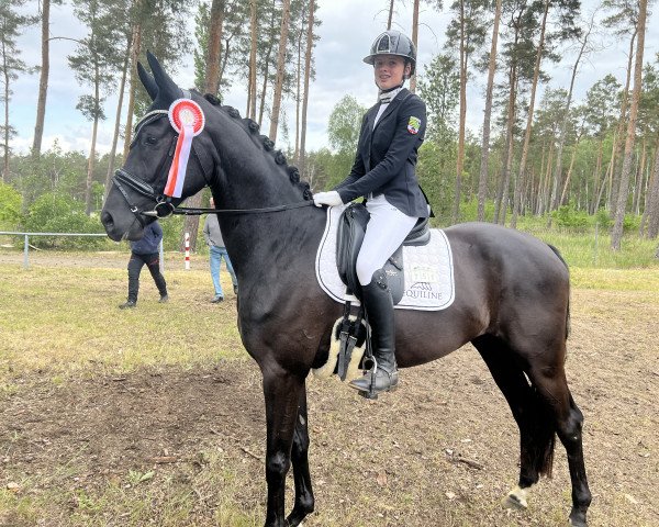 horse Ludwig G 3 (Hanoverian, 2019, from Livaldon)