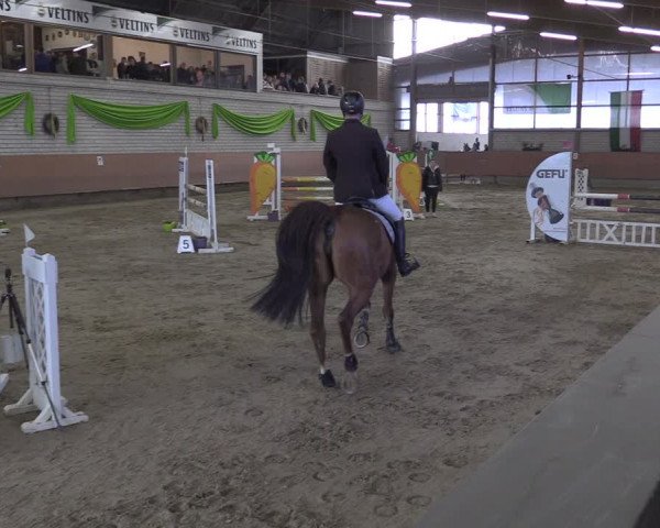 Reitturnier Hellefeld 2024