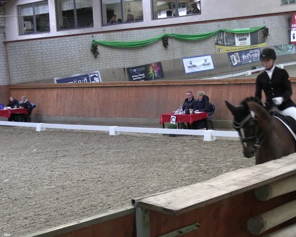 Reitturnier Leverkusen-Rheindorf 2024