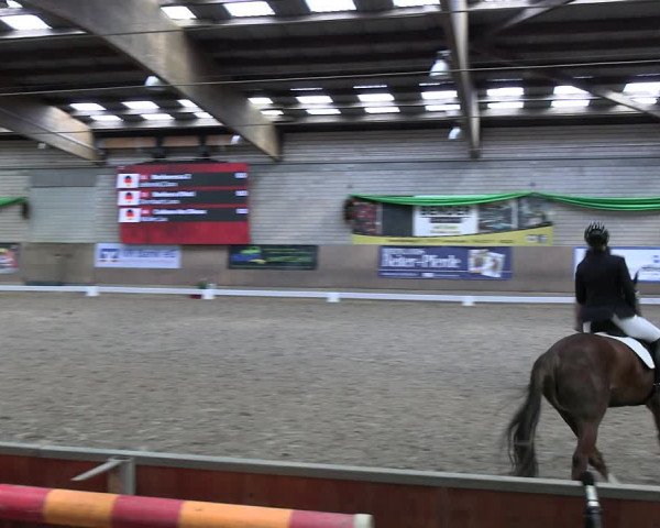 Reitturnier Leverkusen-Rheindorf 2024