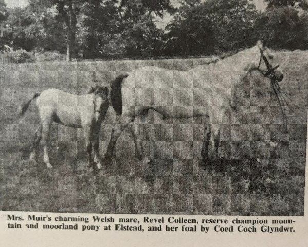 Zuchtstute Revel Colleen (Welsh Pony (Sek.B), 1947, von Munis)