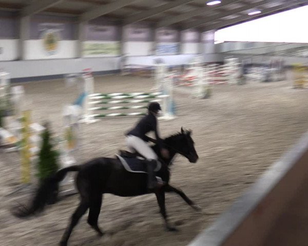 Reitturnier Münchehofe 2024