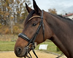 dressage horse Flashback (Westphalian, 2016, from Flores Dream)