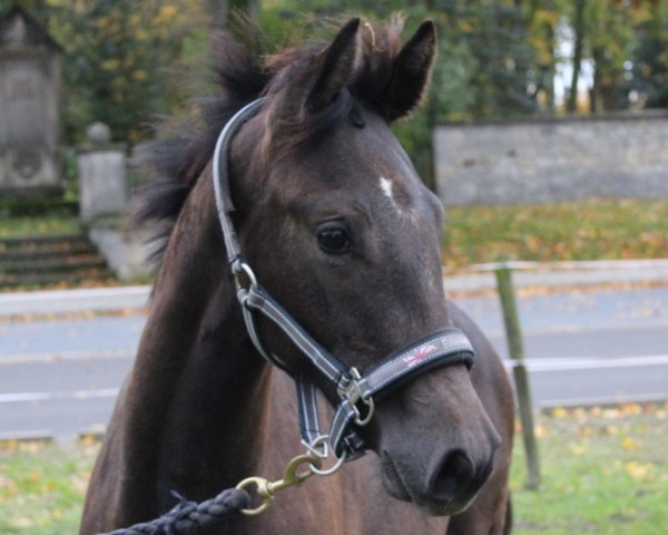 horse Holla die White Fee (German Sport Horse, 2023, from HICKSTEAD WHITE)