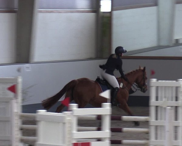 Reitturnier Münchehofe 2024