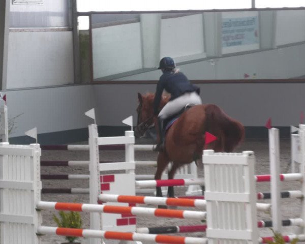 Reitturnier Münchehofe 2024