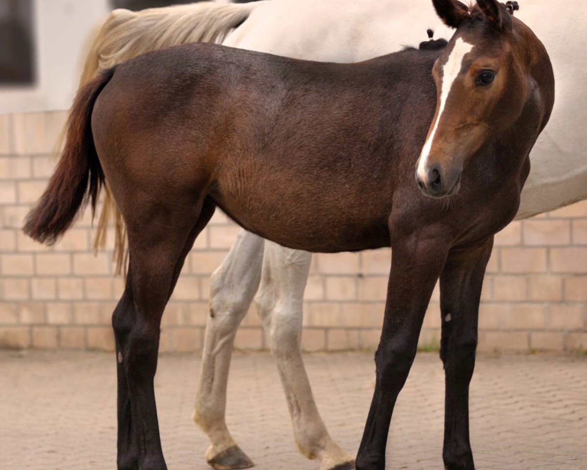 horse Millicent (Holsteiner, 2023, from Million Dollar)