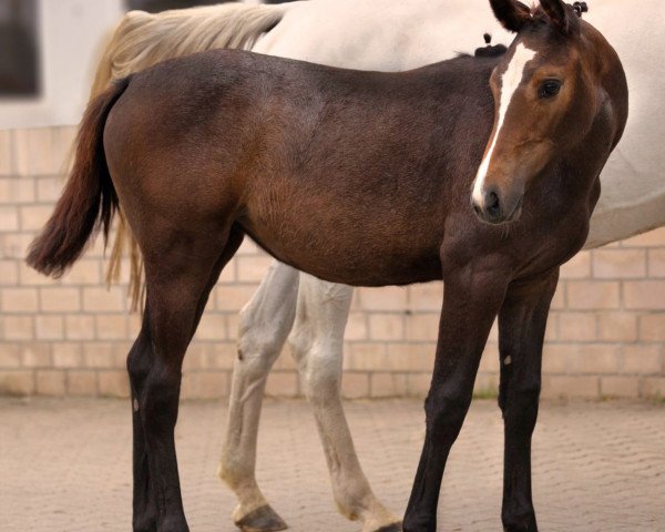 Hest Millicent (Holsteiner, 2023, fra Million Dollar)