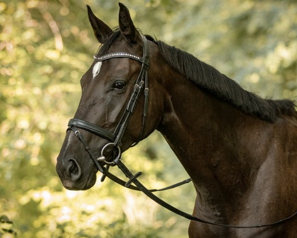 horse Madame La Welle (German Sport Horse, 2019, from Lahnstein 4)