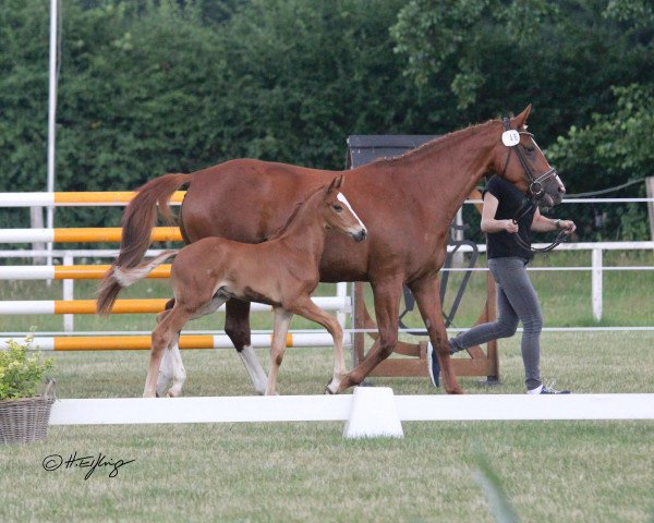 horse Hengst von First Deal / Quaterback (Westphalian, 2021, from First Deal)