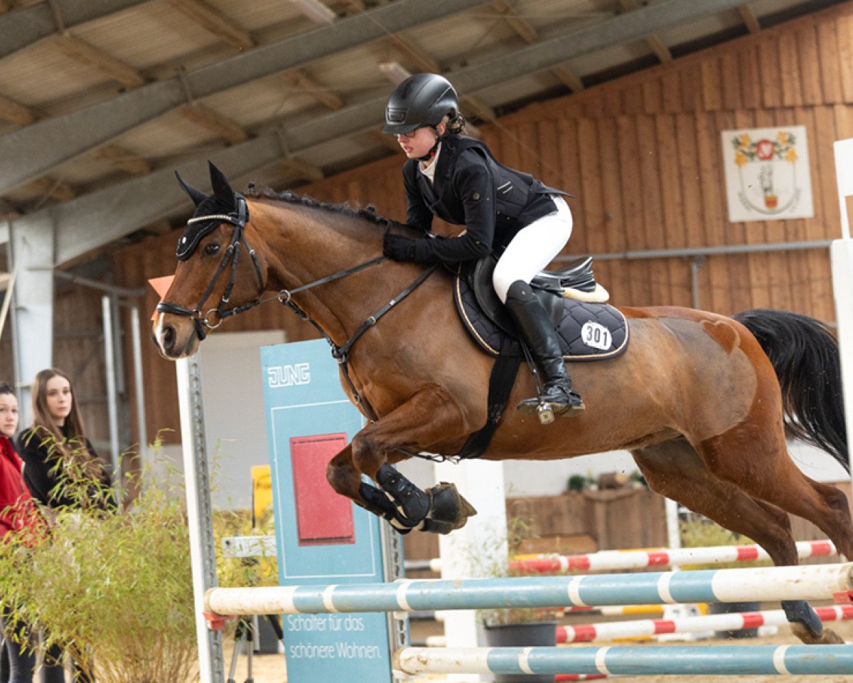 jumper Kennedy's Krack (German Riding Pony, 2008, from Kennedy WE)
