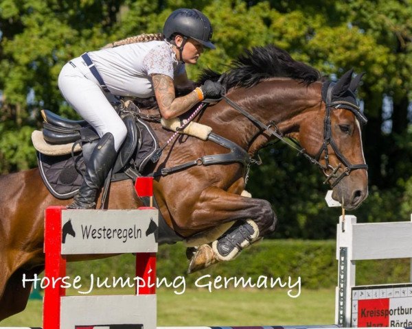 jumper Cassius 95 (German Sport Horse, 2015, from Caruso Z)