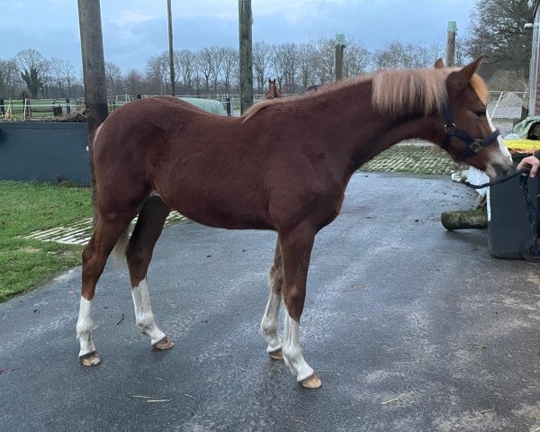 horse Nemo (German Riding Pony, 2022, from Neverland WE)