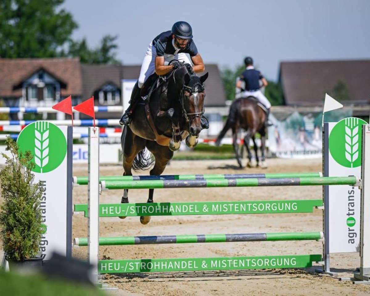 Springpferd Oldoaks Cobrano (Irish Sport Horse, 2016, von Cobra)