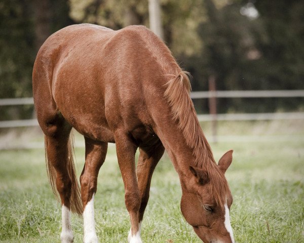 broodmare Hazel (German Riding Pony, 2020, from Herzkönig NRW)