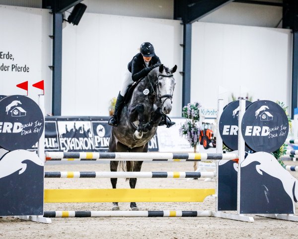 broodmare Santa Maria 49 (Holsteiner, 2018, from Casall Ask)