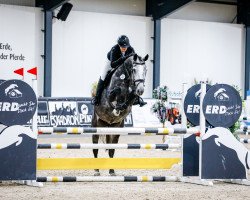 broodmare Santa Maria 49 (Holsteiner, 2018, from Casall Ask)