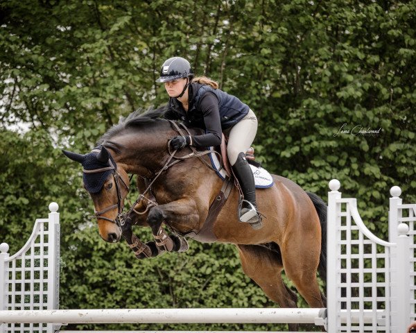 jumper Chamans Roeschen Dree Boeken (Hanoverian, 2016, from Chaman)