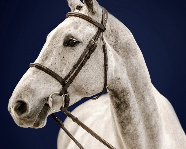 jumper Kings Rose Dree Boeken (Hanoverian, 2016, from King Kolibri)
