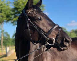 jumper Miss Prieros Dree Boeken (Hanoverian, 2014, from E.H. Millennium)