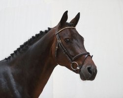 Springpferd Viarado (Hannoveraner, 2012, von Vulkano FRH)