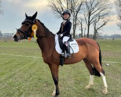 dressage horse Manson Sgn (German Riding Pony, 2017, from Mason 4)