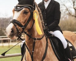 Springpferd Malibu Sky (Deutsches Reitpony, 2015, von Malibu Beach Boy)