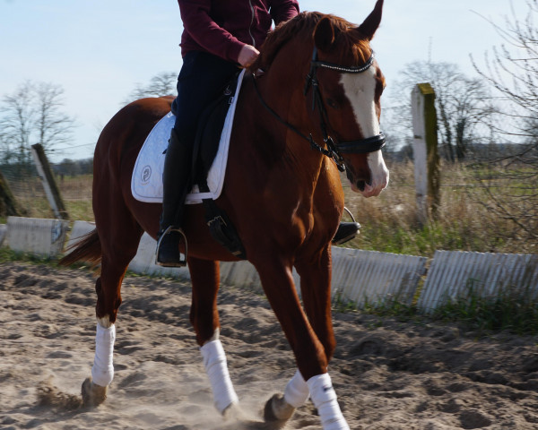 horse Quickstepp (Brandenburg, 2007, from Quaterback)