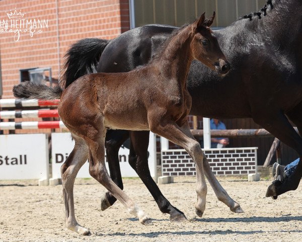 horse Fayola N (Westphalian, 2023, from For Dance)