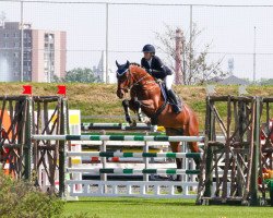 stallion Choco Blue SN (Hanoverian, 2009, from Chacco-Blue)