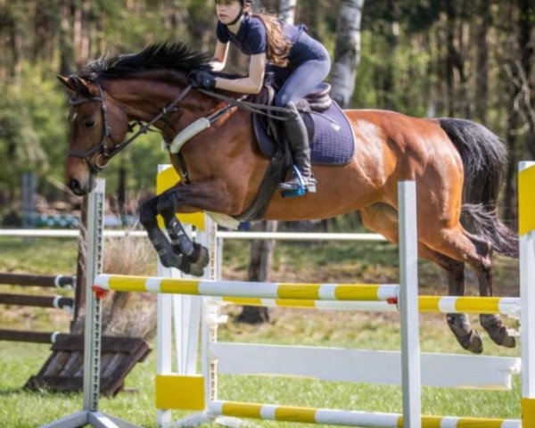 broodmare Candy R (Westphalian, 2009, from Carell) broodmare Candy R (Westphalian, 2009, from Carell)