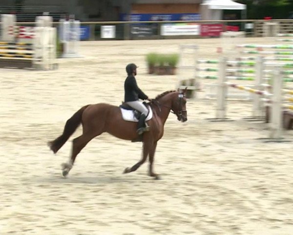 stallion Alpachino Lady (Selle Français, 2010, from Rock'n Roll Semilly)