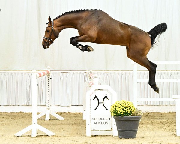 Springpferd Con Balou Dree Boeken (Hannoveraner, 2020, von Contendro II)