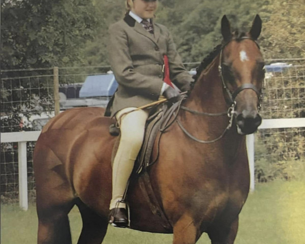 Pferd Haigh End Tittle Tattle (Arabisches Halbblut / Partbred, 1996, von Small-Land Mambrino)