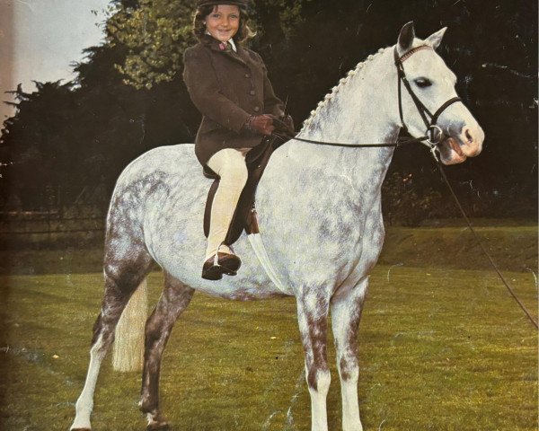 horse Tan Lan Anwyled (Welsh mountain pony (SEK.A), 1971, from Coed Coch Grugwyn)