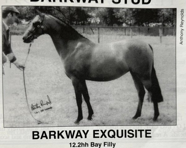 horse Barkway Exquisite (British Riding Pony, 1991, from Orielton Aristocrat)