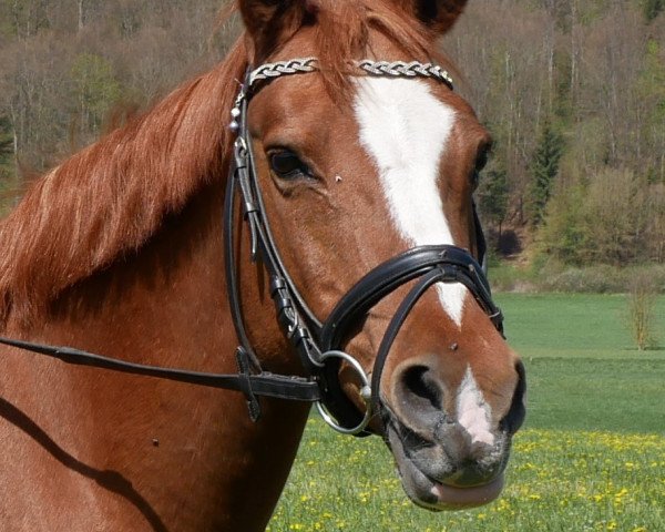 Zuchtstute Rewana (Deutsches Reitpony, 2002, von Danny Black) Zuchtstute Rewana (Deutsches Reitpony, 2002, von Danny Black)