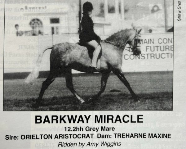 horse Barkway Miracle (Welsh-Pony (Section B), 1989, from Orielton Aristocrat)