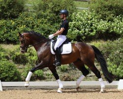 stallion Eternity (Hanoverian, 2019, from Escamillo)