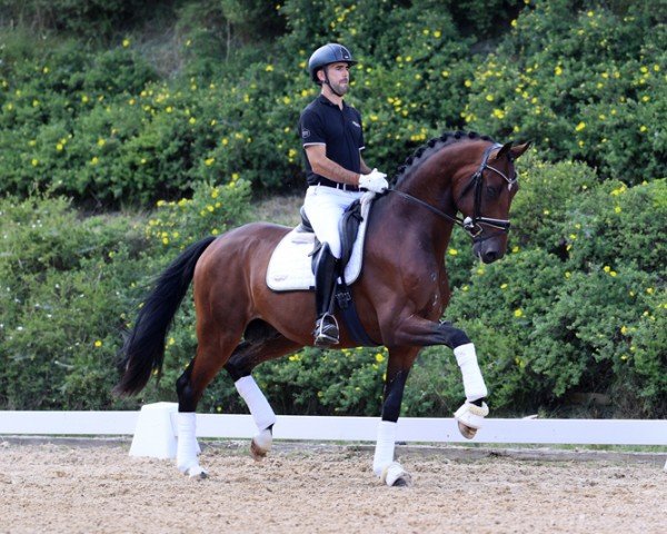 stallion Ferruccino (German Sport Horse, 2020, from For Romance I) stallion Ferruccino (German Sport Horse, 2020, from For Romance I)