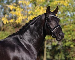 stallion Vom Feinsten (Württemberger, 2014, from Van Vivaldi)