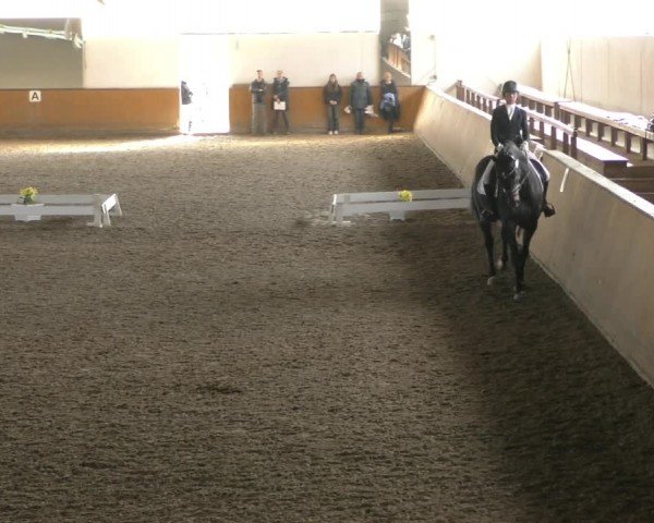 Reitturnier Hildesheim-Steuerwald 2024