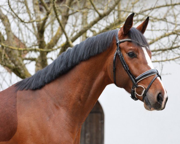 horse Pramwaldhof's Total Recall (German Sport Horse, 2020, from Birkhof's Topas Fbw)