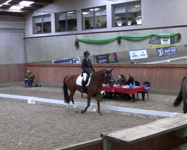 Reitturnier Leverkusen-Rheindorf 2024
