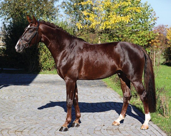 stallion Bonderas (German Sport Horse, 2018, from Bonds)