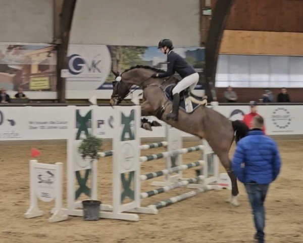 Springpferd Carnaval Z (Zangersheide Reitpferd, 2013, von Charisma Z) Springpferd Carnaval Z (Zangersheide Reitpferd, 2013, von Charisma Z)