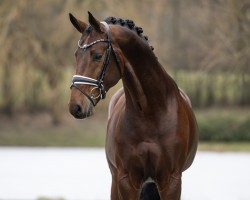 stallion Be Sure FRH (Hanoverian, 2018, from Callaho's Benicio)
