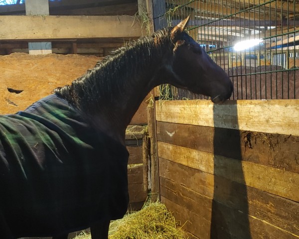 horse Léomaris (Holsteiner, 2021, from Lentini)